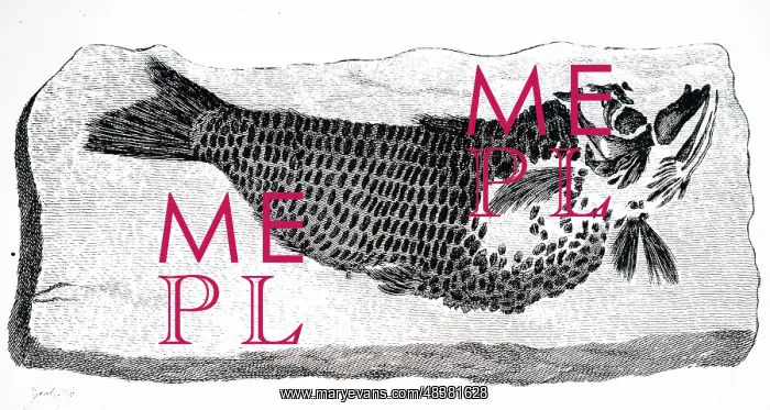: An engraving depicting a fish fossil : An engraving depicting a fish fossil