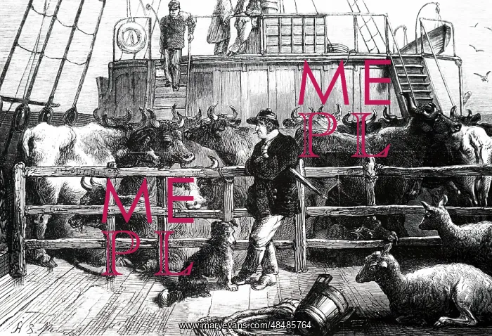: An engraving depicting foreign cattle being shipped : An engraving depicting foreign cattle being shipped