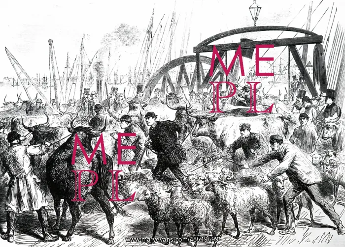 : An engraving depicting foreign cattle being unloaded : An engraving depicting foreign cattle being unloaded