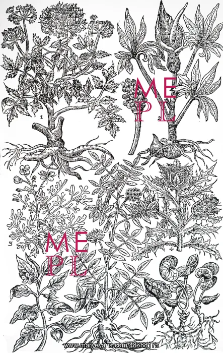 : An engraving depicting Garden Herbs : An engraving depicting Garden Herbs