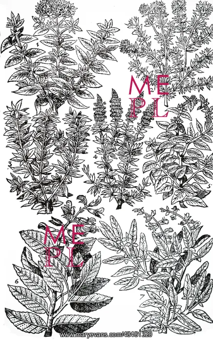 : An engraving depicting Garden Herbs : An engraving depicting Garden Herbs
