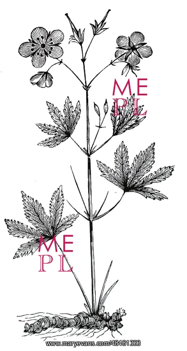 : An engraving depicting GERANIUM Maculatum (cranesbill) : An engraving depicting GERANIUM Maculatum (cranesbill)