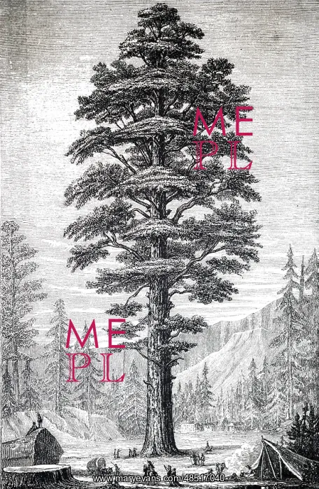 : An engraving depicting a giant sequoia : An engraving depicting a giant sequoia