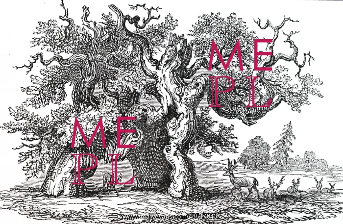 : An engraving depicting the Great Salcey Oak : An engraving depicting the Great Salcey Oak