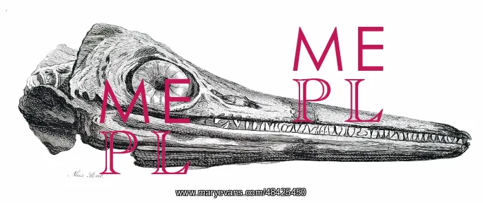  : An engraving depicting part of the head of an Ichthyosaurus