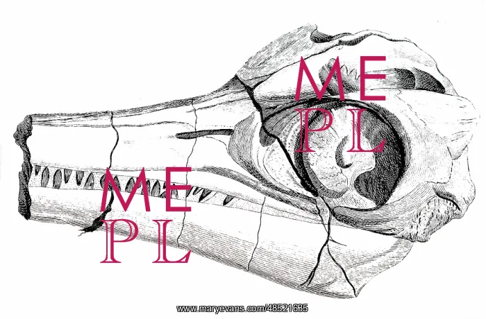  : An engraving depicting part of the head of an Ichthyosaurus