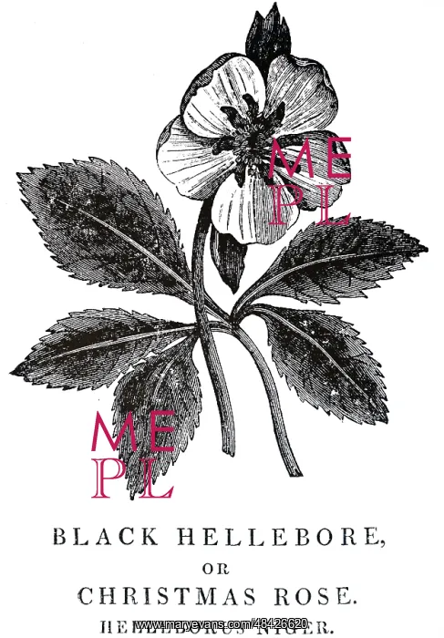 : An engraving depicting HELLEBORUS NIGER - The : An engraving depicting HELLEBORUS NIGER - The