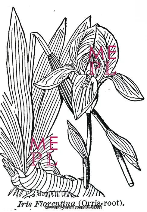 : An engraving depicting Iris Florentina, one of : An engraving depicting Iris Florentina, one of