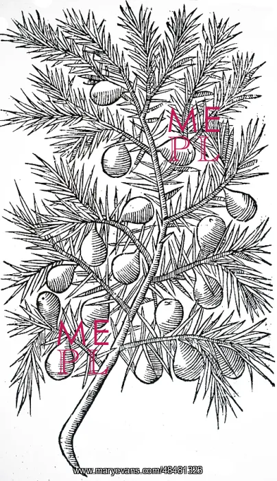 : An engraving depicting Juniper : An engraving depicting Juniper
