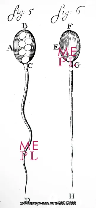 : An engraving depicting Leeuwenhoek's observation : An engraving depicting Leeuwenhoek's observation