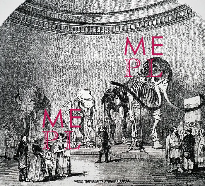 : Engraving depicting a mammoth skeleton in the : Engraving depicting a mammoth skeleton in the