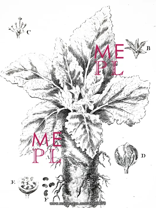 : An engraving depicting MANDRAKE : An engraving depicting MANDRAKE