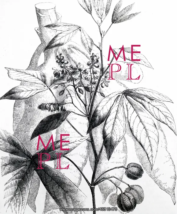 : An engraving depicting Manihot esculenta : An engraving depicting Manihot esculenta
