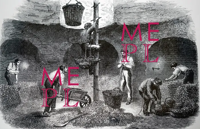: An engraving depicting men picking mushrooms in : An engraving depicting men picking mushrooms in