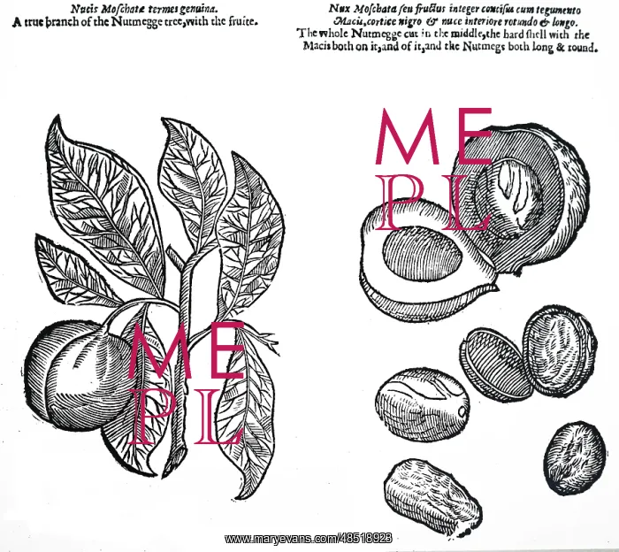 : An engraving depicting Nutmeg plant : An engraving depicting Nutmeg plant