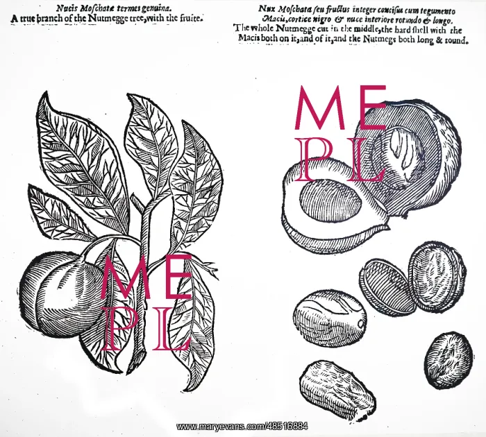 : An engraving depicting Nutmegs : An engraving depicting Nutmegs