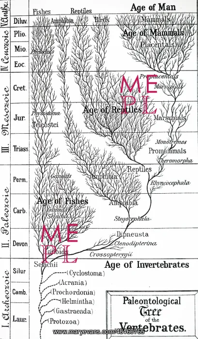 : An engraving depicting a paleontological tree of vertebrates : An engraving depicting a paleontological tree of vertebrates