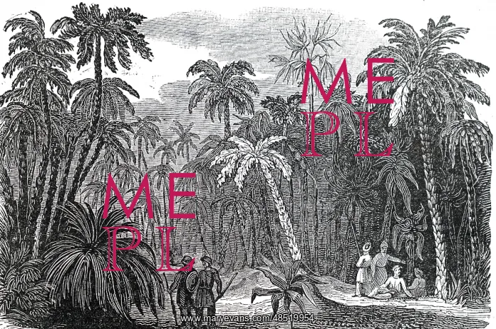 : An engraving depicting a palm grove : An engraving depicting a palm grove
