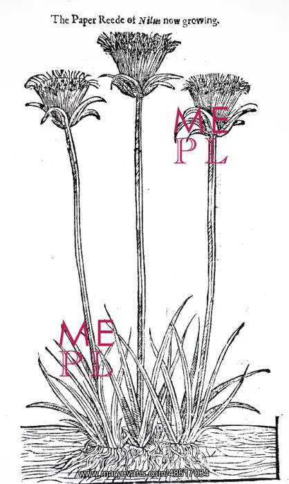 : An engraving depicting Papyrus plant : An engraving depicting Papyrus plant