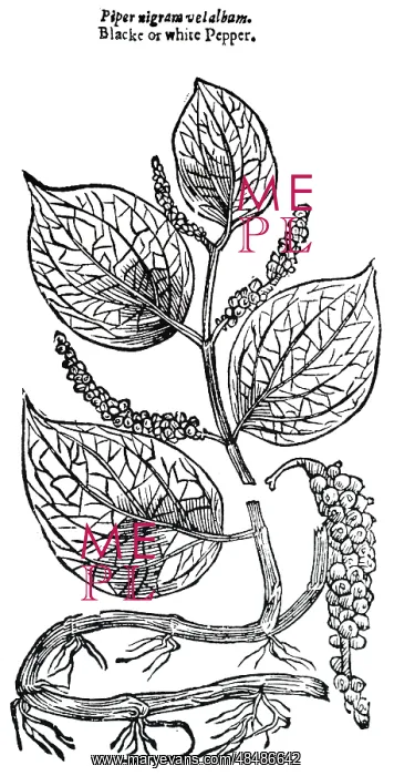 : An engraving depicting PEPPER plant : An engraving depicting PEPPER plant
