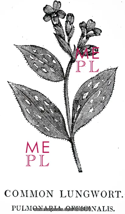 : An engraving depicting PEPPERMINT (Mentha piperata) : An engraving depicting PEPPERMINT (Mentha piperata)