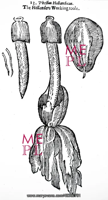 : An engraving depicting Phallus impudicus, known : An engraving depicting Phallus impudicus, known