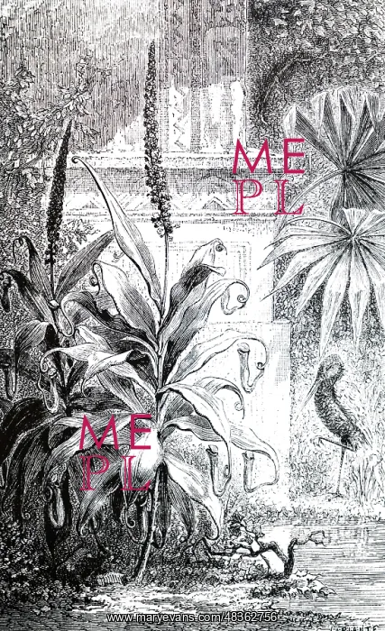 : An engraving depicting Pitcher-plant; a variety