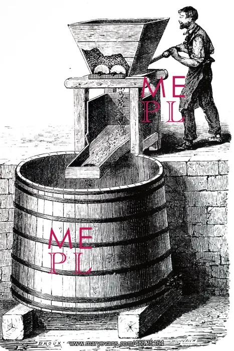 : An engraving depicting the pressing of grapes : An engraving depicting the pressing of grapes