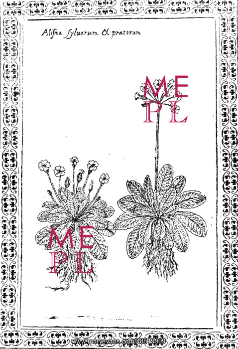 : An engraving depicting Primrose and Cowslip : An engraving depicting Primrose and Cowslip