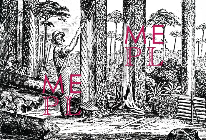 : An engraving depicting the process of making turpentine : An engraving depicting the process of making turpentine
