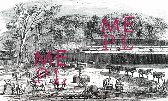: An engraving depicting the production of arrowroot : An engraving depicting the production of arrowroot