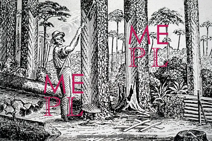  : An engraving depicting the production of turpentine