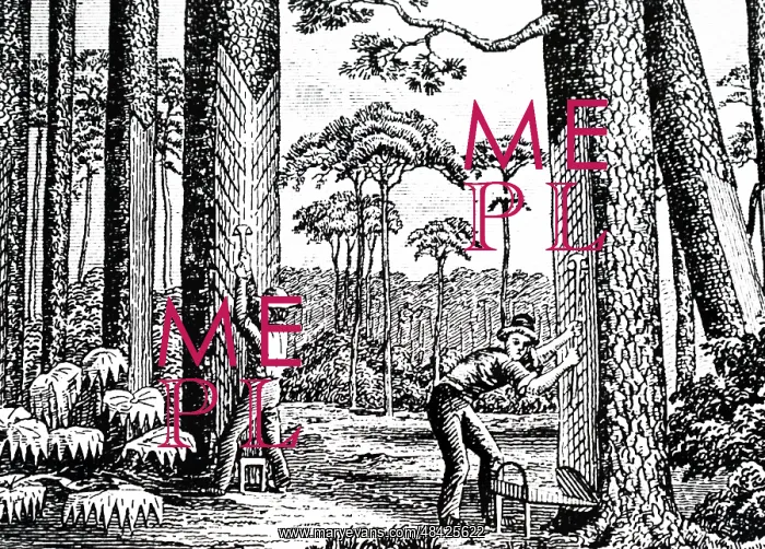  : An engraving depicting the production of turpentine