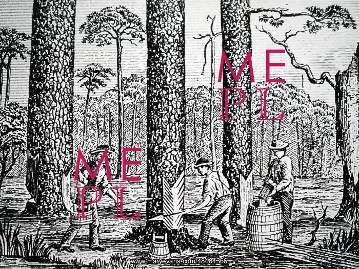  : An engraving depicting the production of turpentine