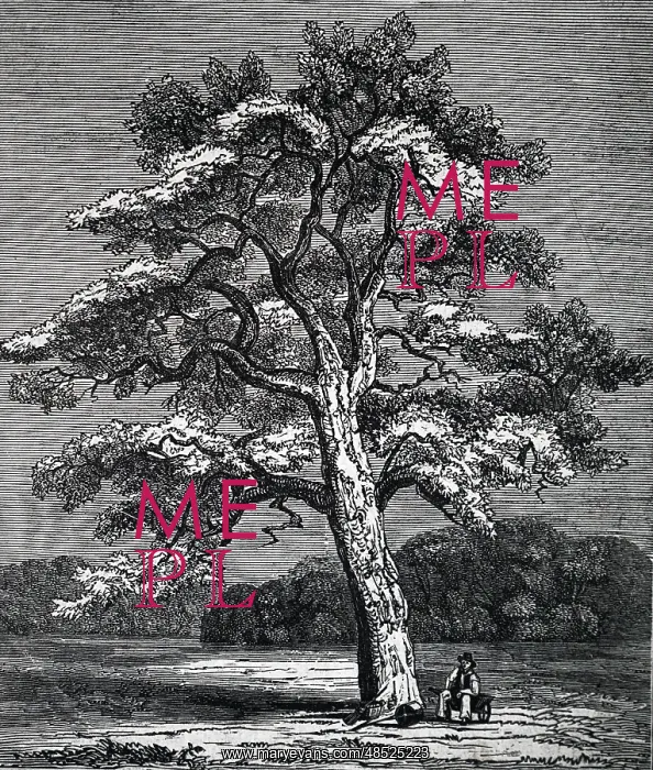 : An engraving depicting a Quercus Suber : An engraving depicting a Quercus Suber