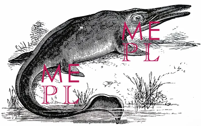 : An engraving depicting a reconstructed Ichthyosaurus : An engraving depicting a reconstructed Ichthyosaurus