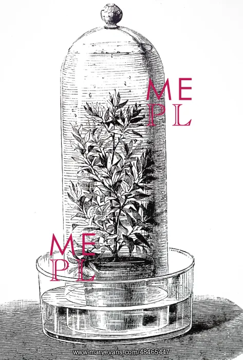 : An engraving depicting Respiration of plants: : An engraving depicting Respiration of plants: