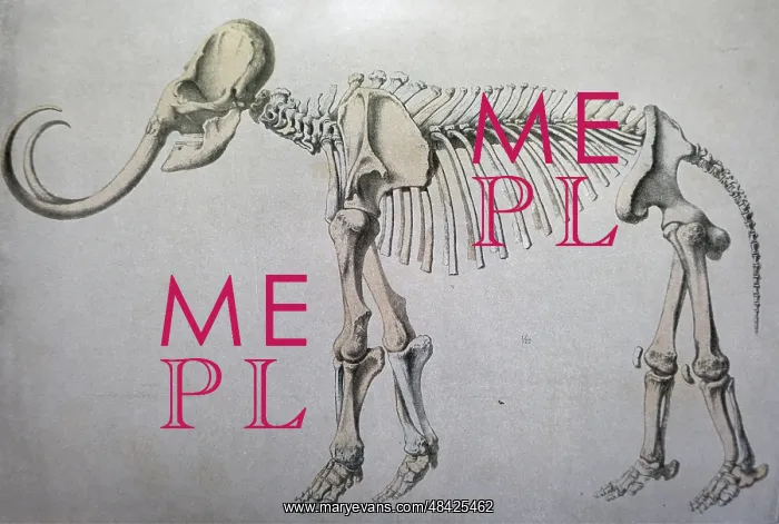 : An engraving depicting a restored mammoth skeleton : An engraving depicting a restored mammoth skeleton