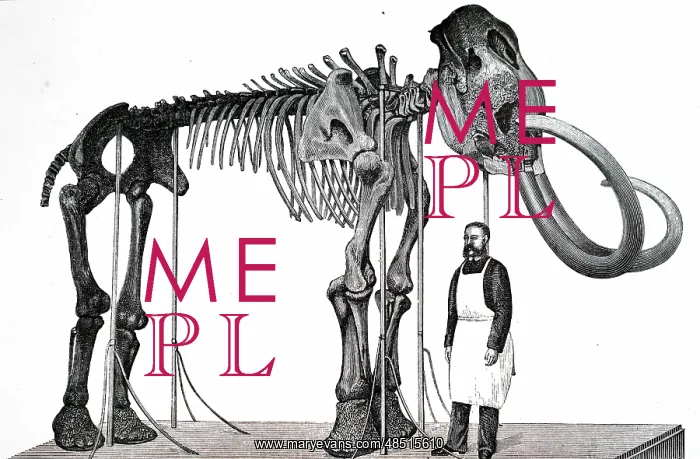 : An engraving depicting a restored mammoth skeleton : An engraving depicting a restored mammoth skeleton