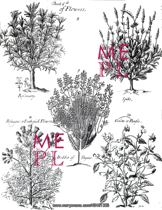 : An engraving depicting ROSEMARY: Perfume: Culinary : An engraving depicting ROSEMARY: Perfume: Culinary