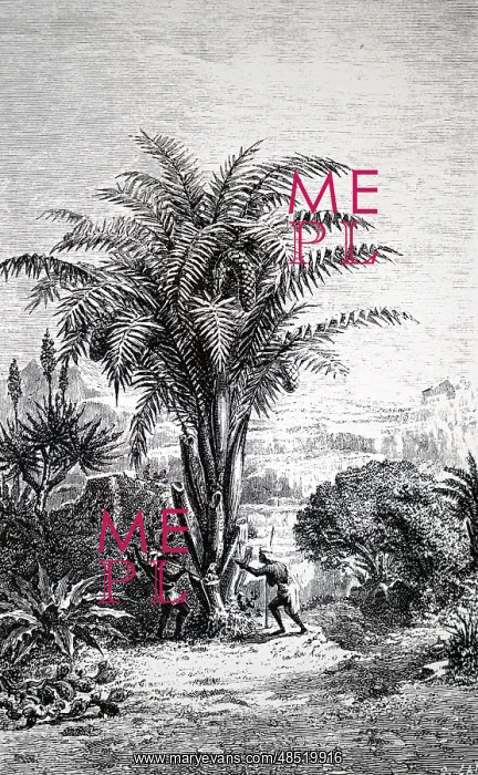 : An engraving depicting a Sago palm : An engraving depicting a Sago palm
