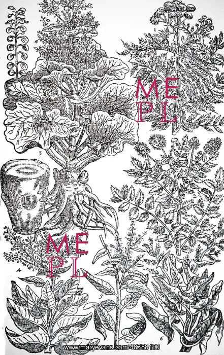  : An engraving depicting Salad and medicinal herbs