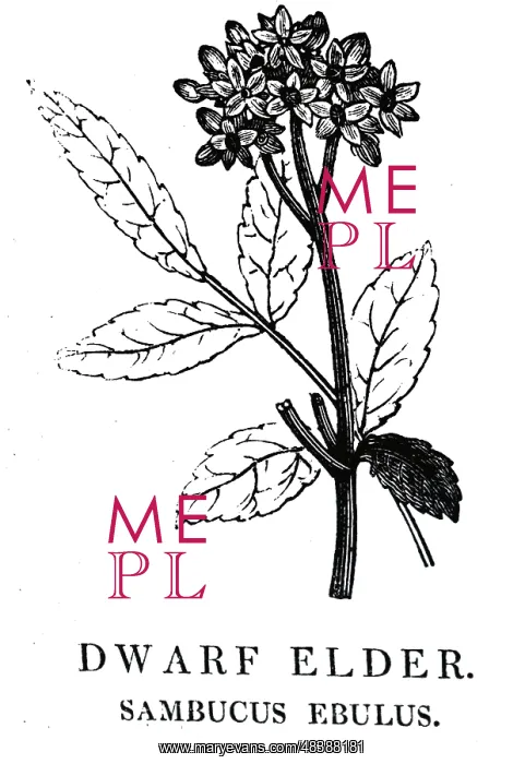 : An engraving depicting SAMBUCUS EBULUS: Dwarf : An engraving depicting SAMBUCUS EBULUS: Dwarf