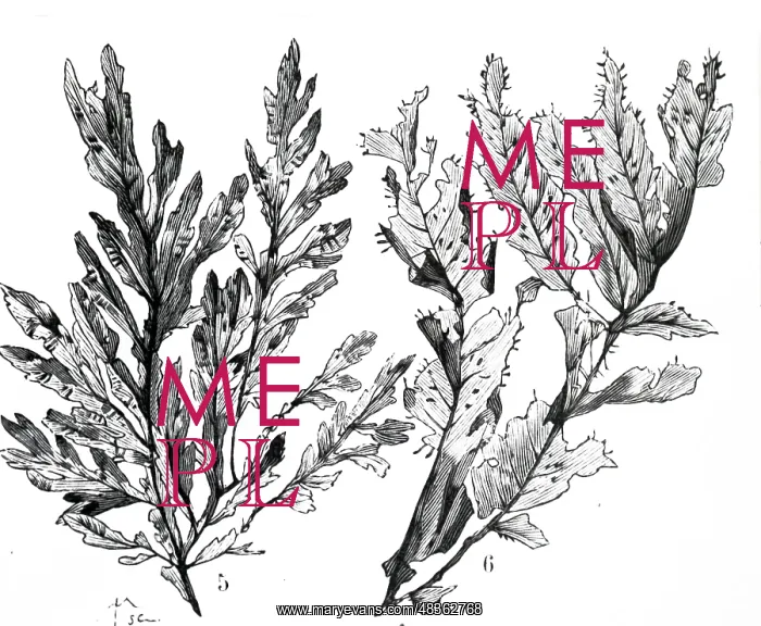 : An engraving depicting Seaweed: : An engraving depicting Seaweed:
