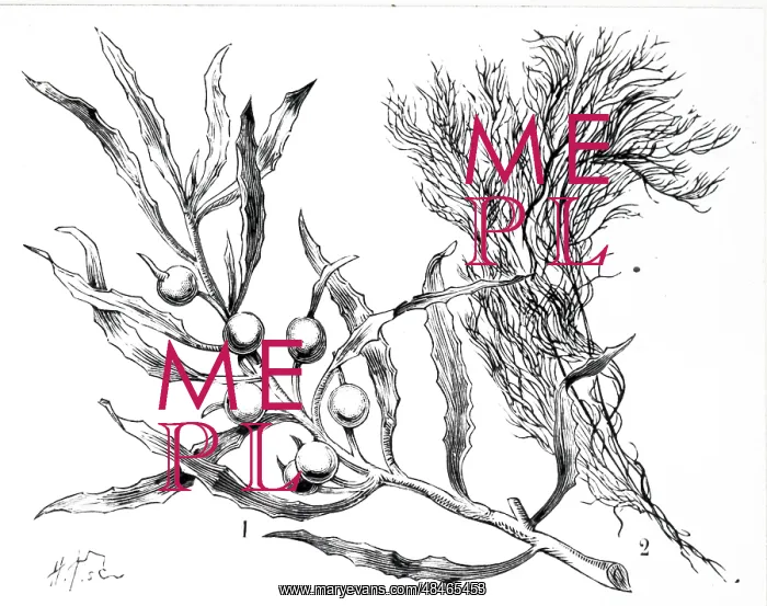 : An engraving depicting Seaweed: : An engraving depicting Seaweed: