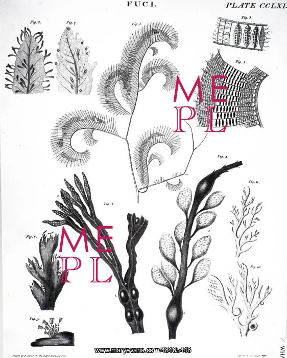  : An engraving depicting Seaweeds