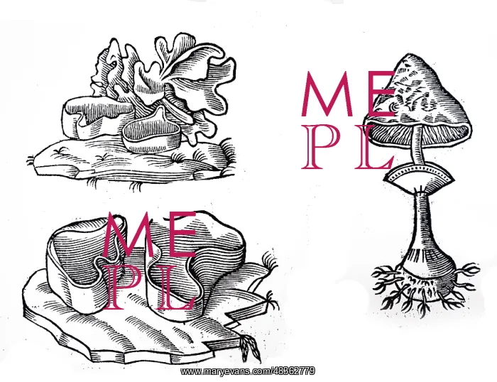 : An engraving depicting a selection of Peziza; : An engraving depicting a selection of Peziza;