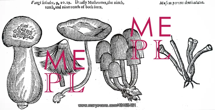 : An engraving depicting a selection of poisonous : An engraving depicting a selection of poisonous