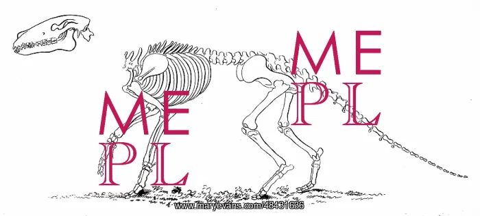 : An engraving depicting the skeleton of an Anoplotherium : An engraving depicting the skeleton of an Anoplotherium