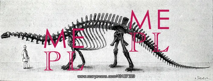 : An engraving depicting the skeleton of a Brontosaurus : An engraving depicting the skeleton of a Brontosaurus